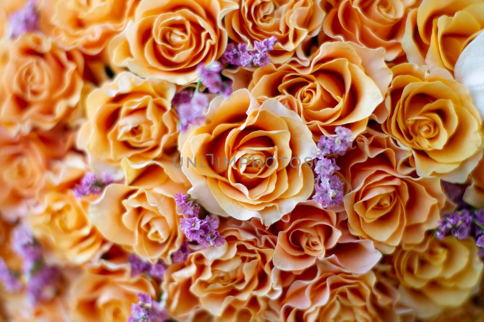 Background many orange roses.