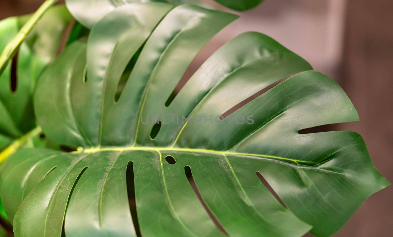 Green leaf macro shot. Close up shot of a big leaf by billroque