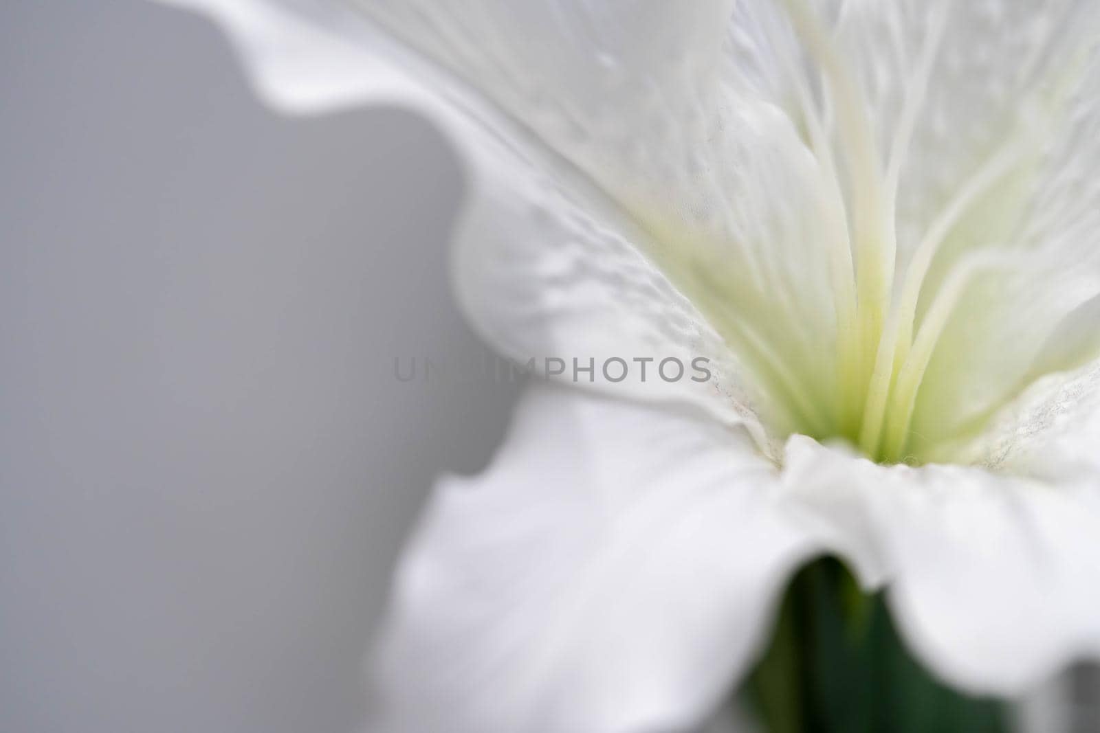 White flower macro shot. Close up shot of white flowers with white background by billroque