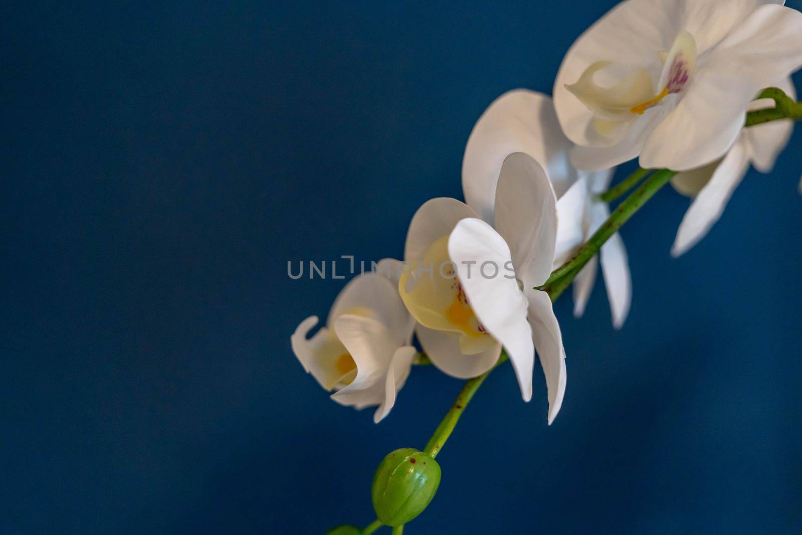 White flower macro shot. Close up shot of white flowers with blue background by billroque