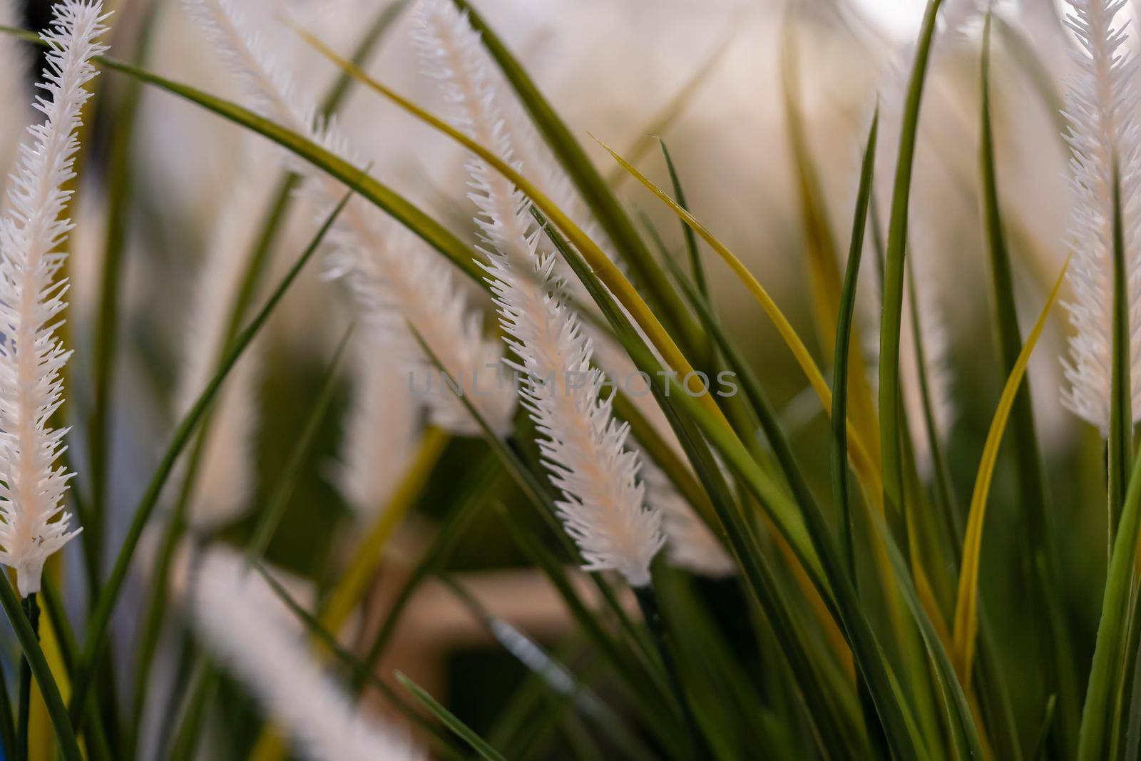 Grass macro shot. Close up shot of grass with white background by billroque
