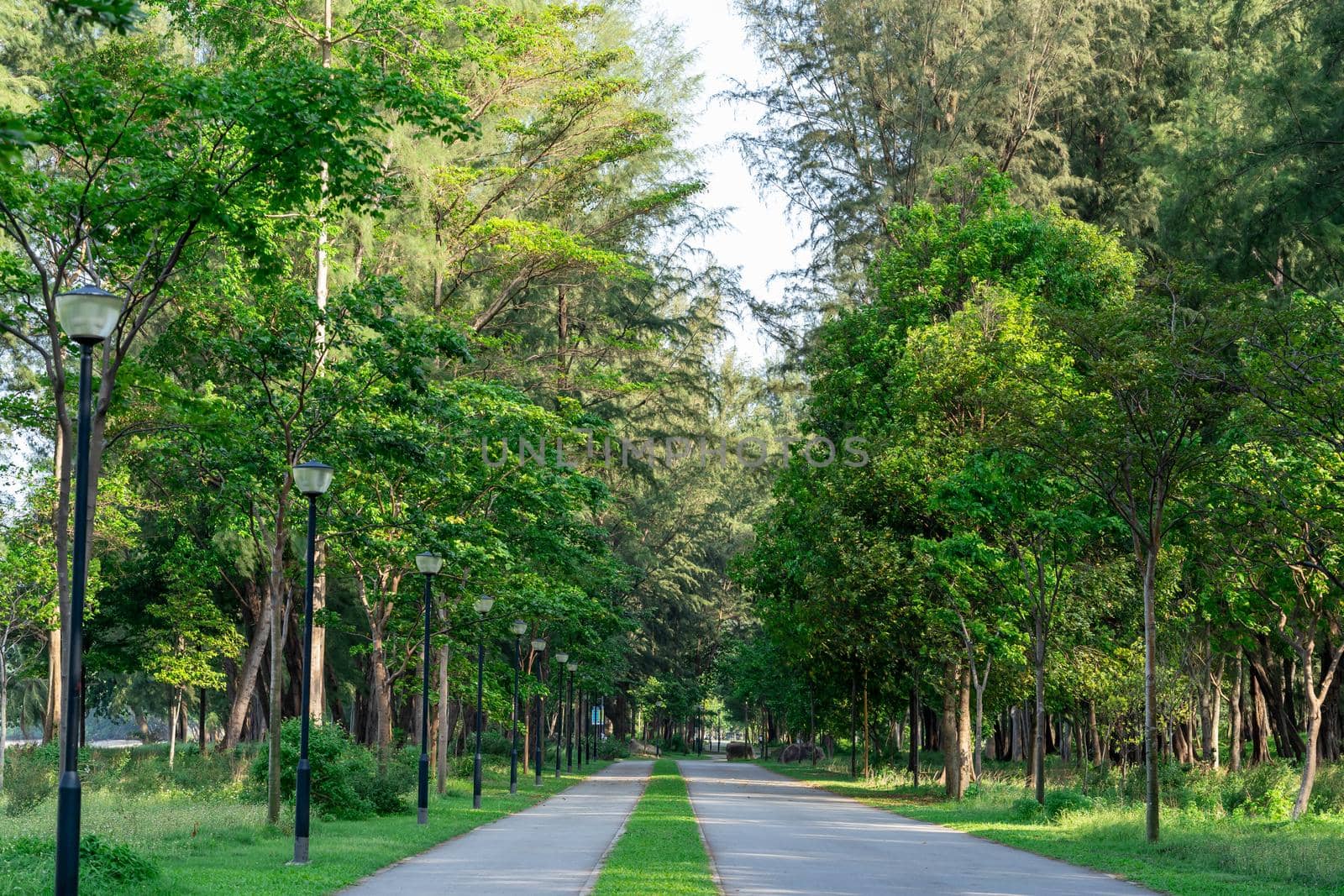 Park with trees and grass. Nature view of a park during summer by billroque