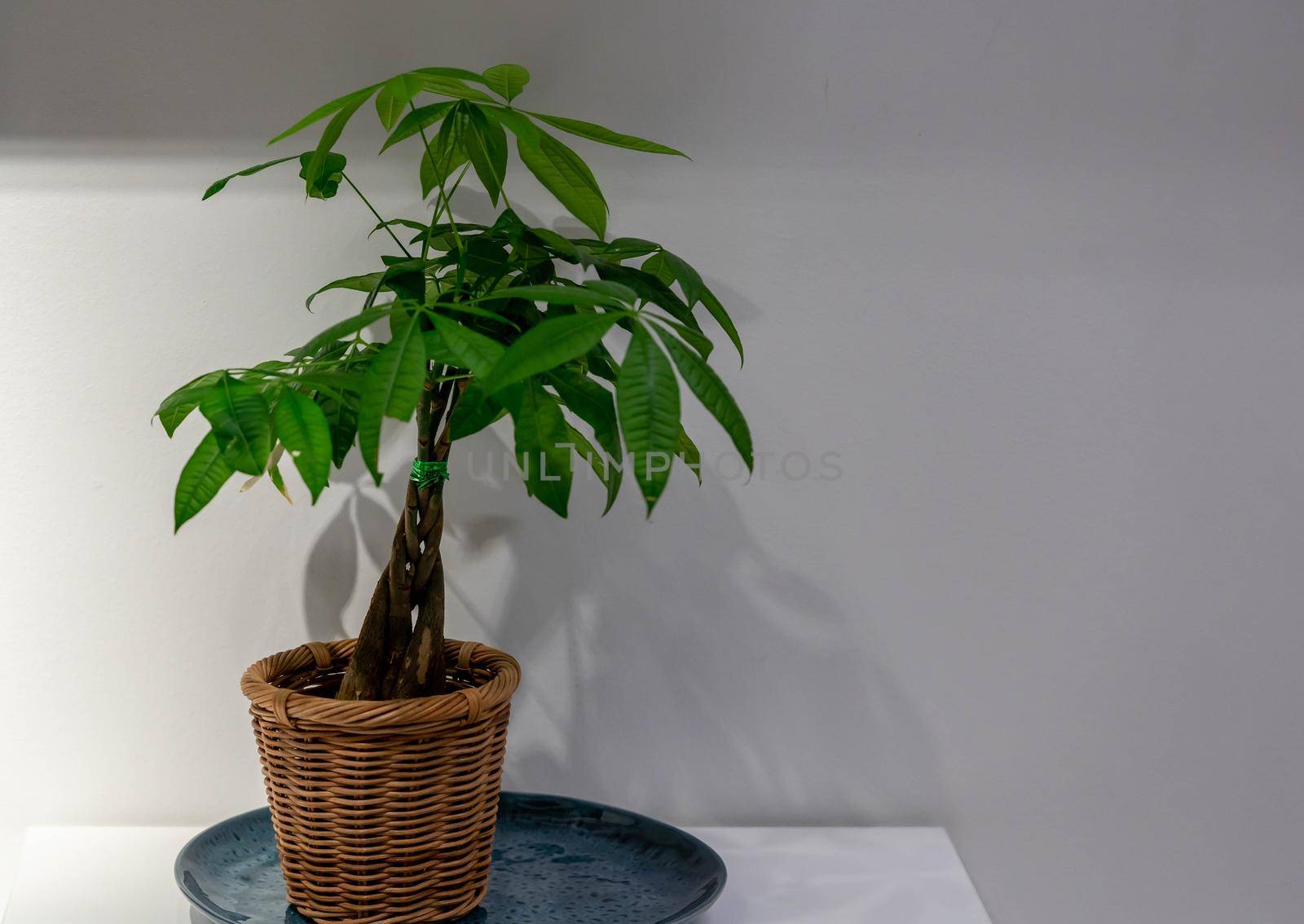 Plant on a vase on a table isolated by billroque