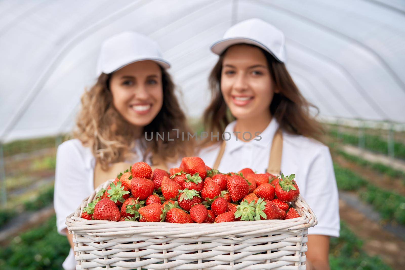 Close-up view of two female workers wearing white caps and aprons are holding big basket of fresh strawberries. Couple of brunettes are picking strawberries in greenhouse and smiling.