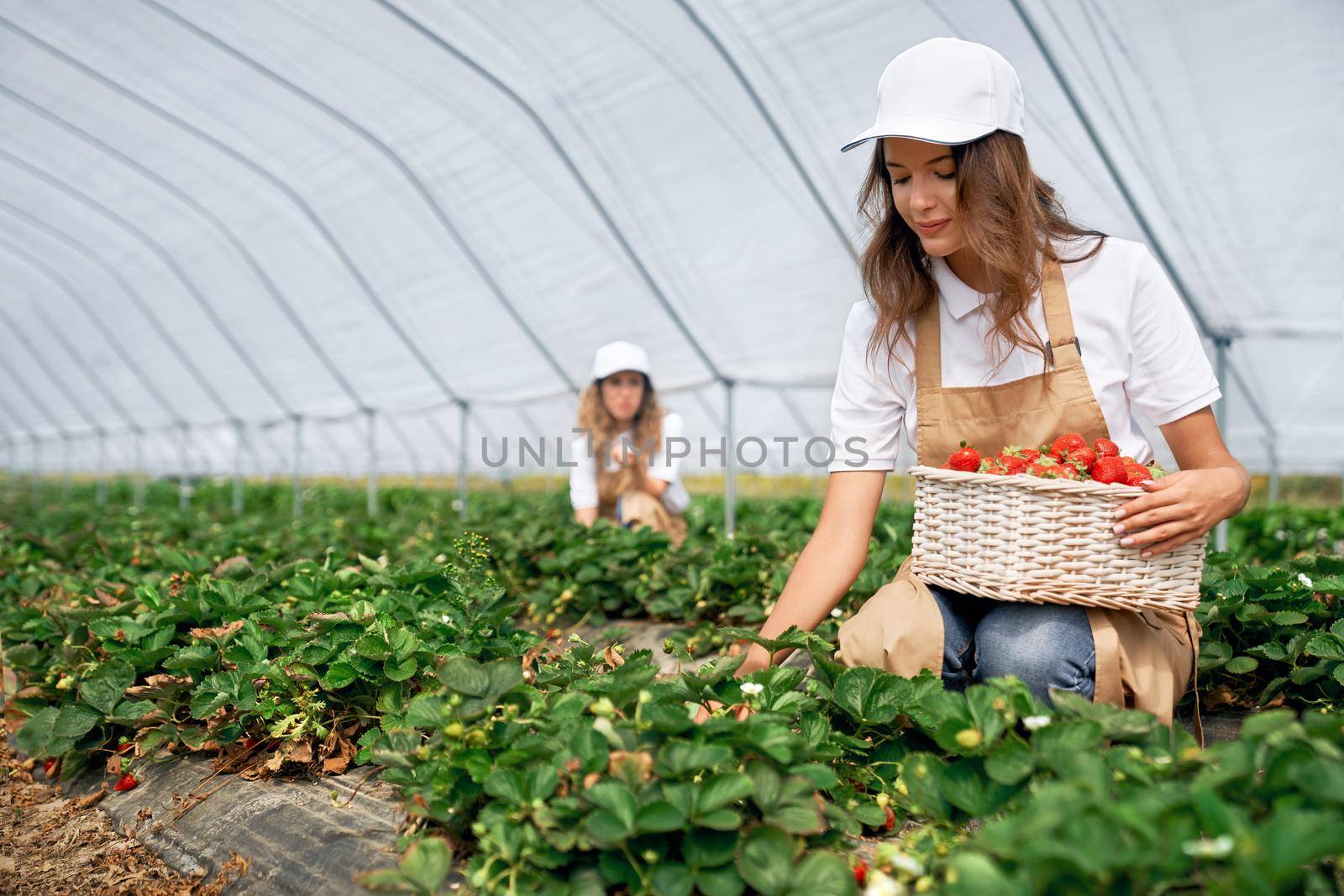 Front view of squatting women wearing white caps and aprons are picking strawberries in white basket. Two brunettes are harvesting strawberries in greenhouse. Concept of greenhouse.