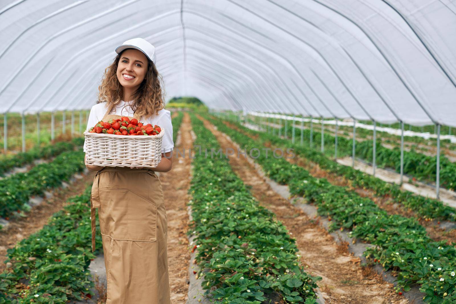 Female wearing white cap and apron picking strawberries. by SerhiiBobyk