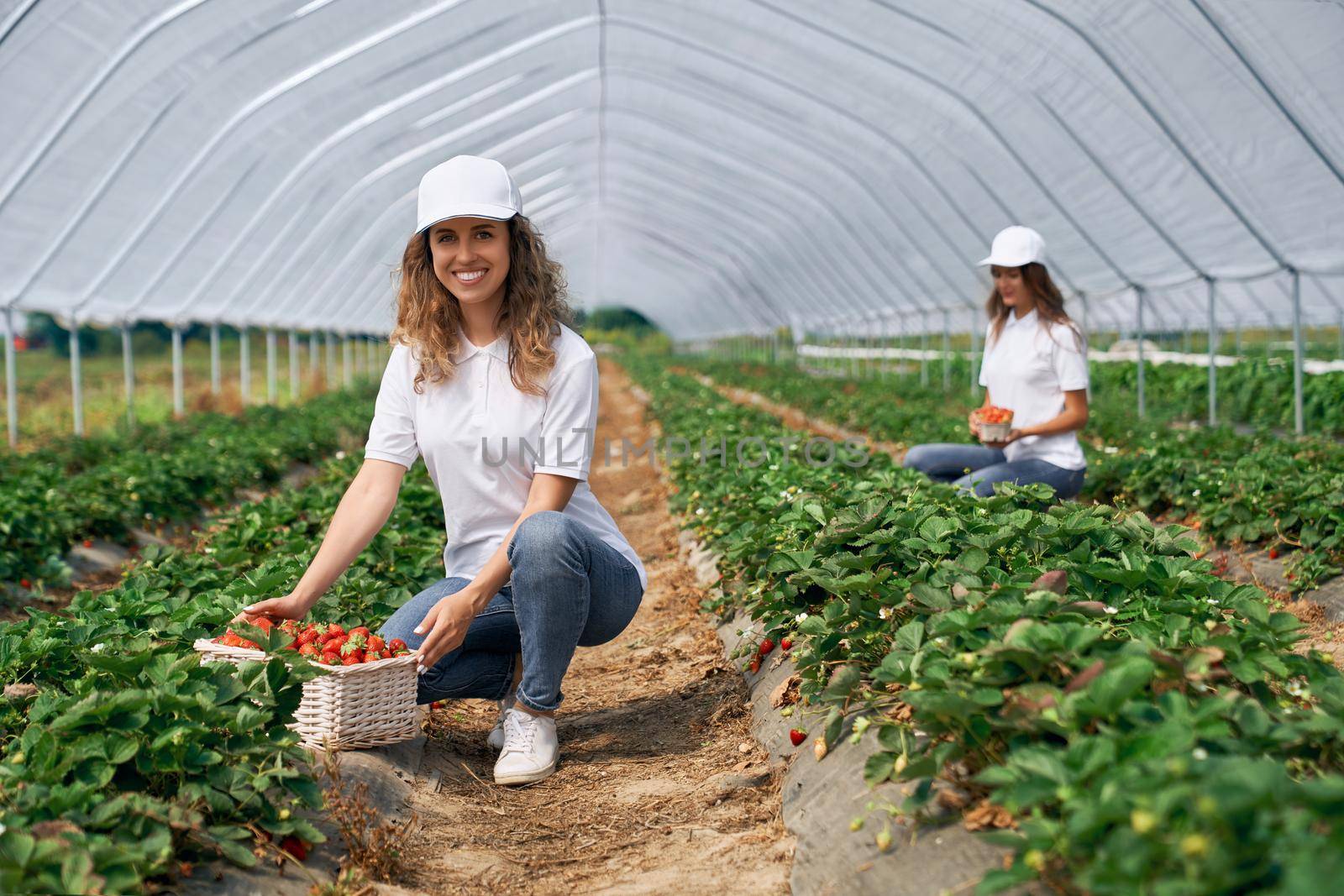 Front view of two squatting women wearing white caps are picking strawberries . Two beautiful females are harvesting strawberries in greenhouse and smiling. Concept of greenhouse work.