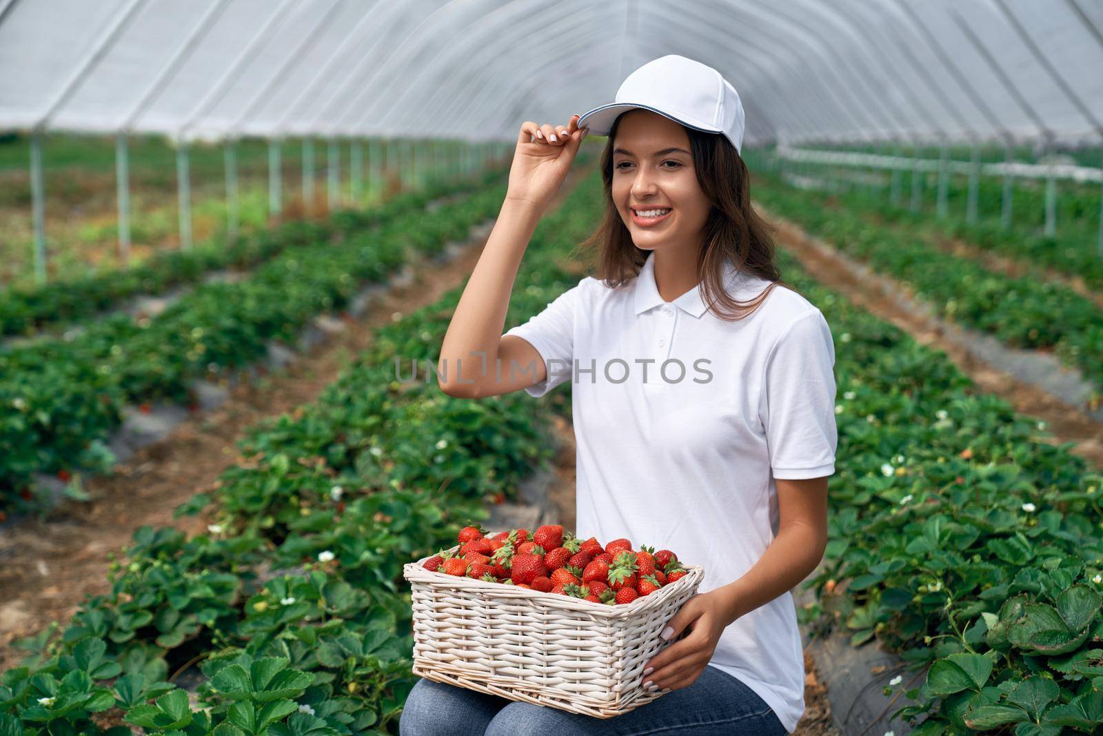 Squatting woman is picking strawberries in greenhouse. by SerhiiBobyk