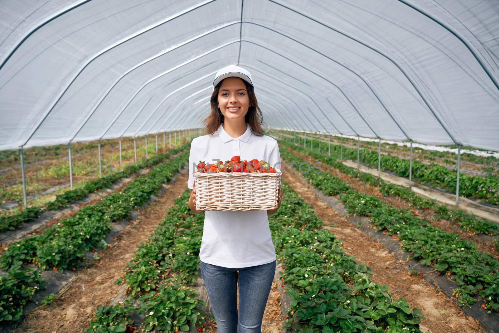 Front view of beautiful field worker is picking strawberries. Pretty brunette wearing white cap is holding white basket with fresh strawberries in greenhouse. Concept of natural fruit .