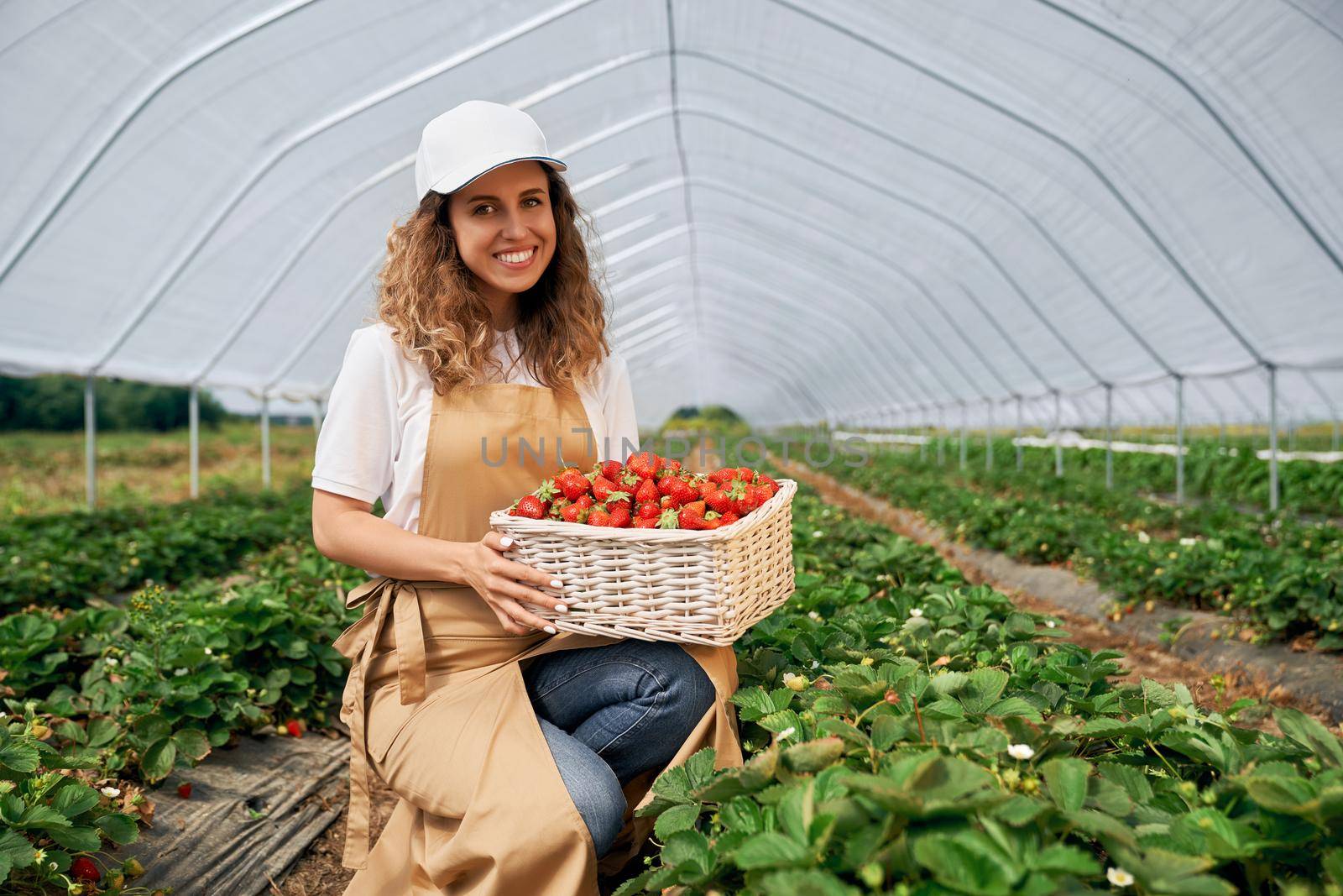 Side view of squatting woman wearing white cap and apron is holding big basket of fresh strawberries. Curly brunette is harvesting strawberries in greenhouse and smiling . Concept of gardening.