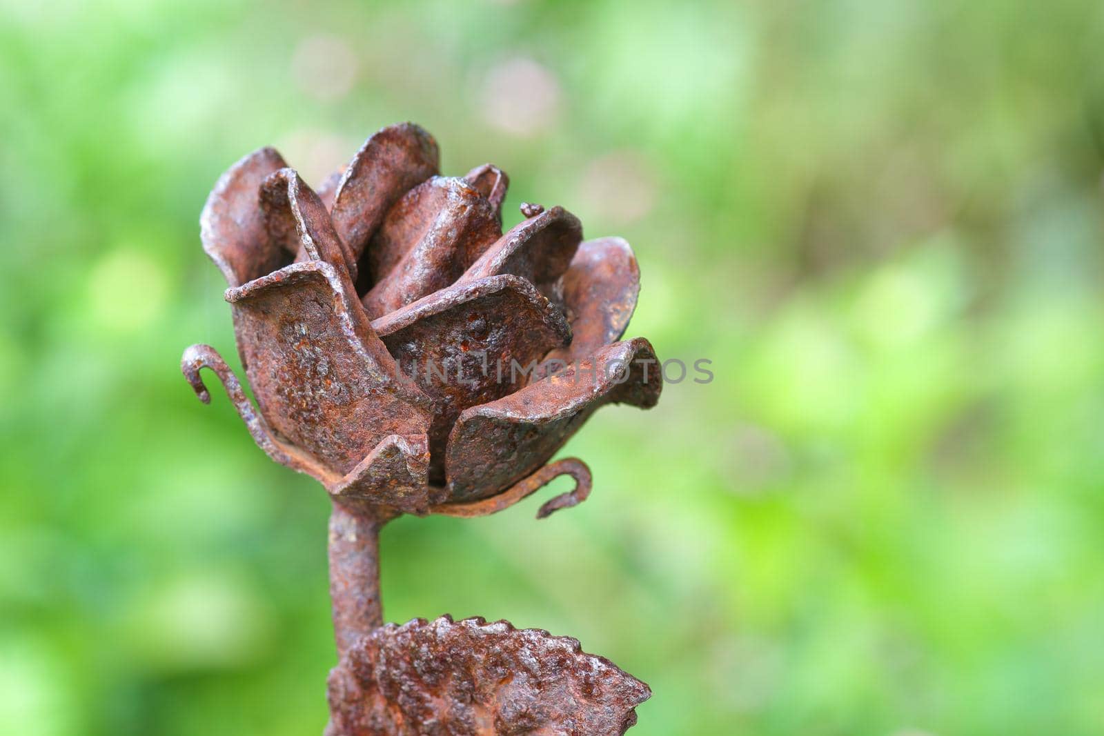 Rusted and weathered artificial iron rose flower garden ornament close-up, South Africa