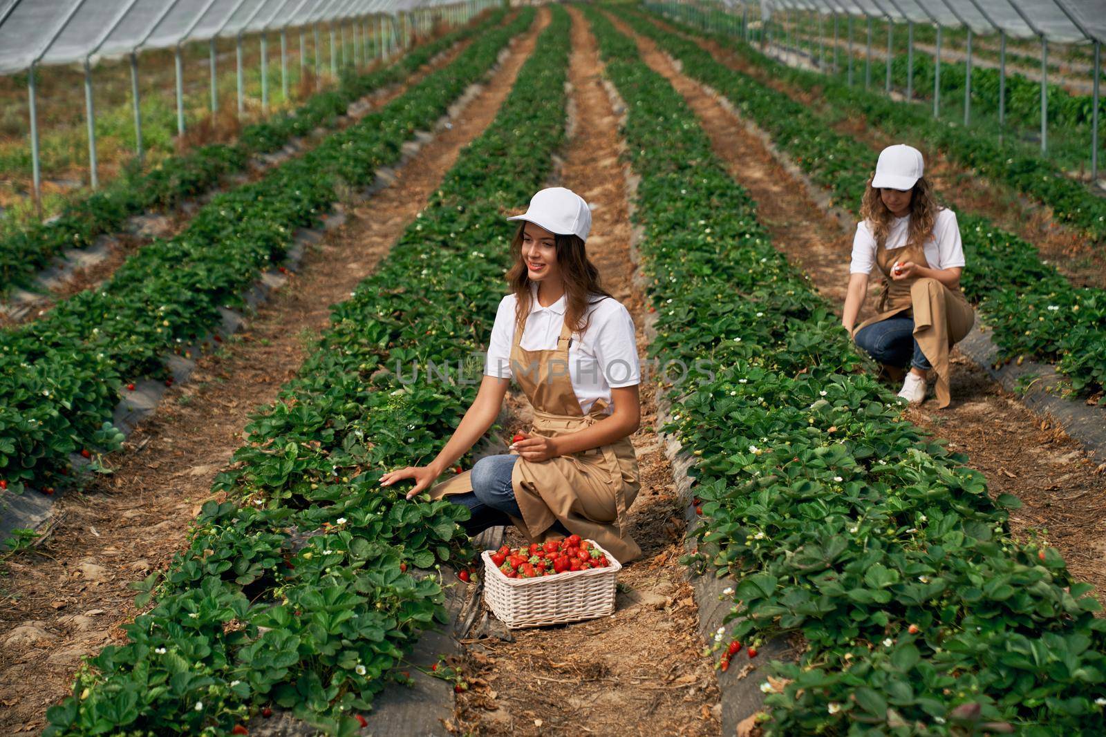 Front view of squatting female workers are picking strawberries in white basket. Two brunettes wearing white caps and aprons are working in greenhouse. Concept of harvest.