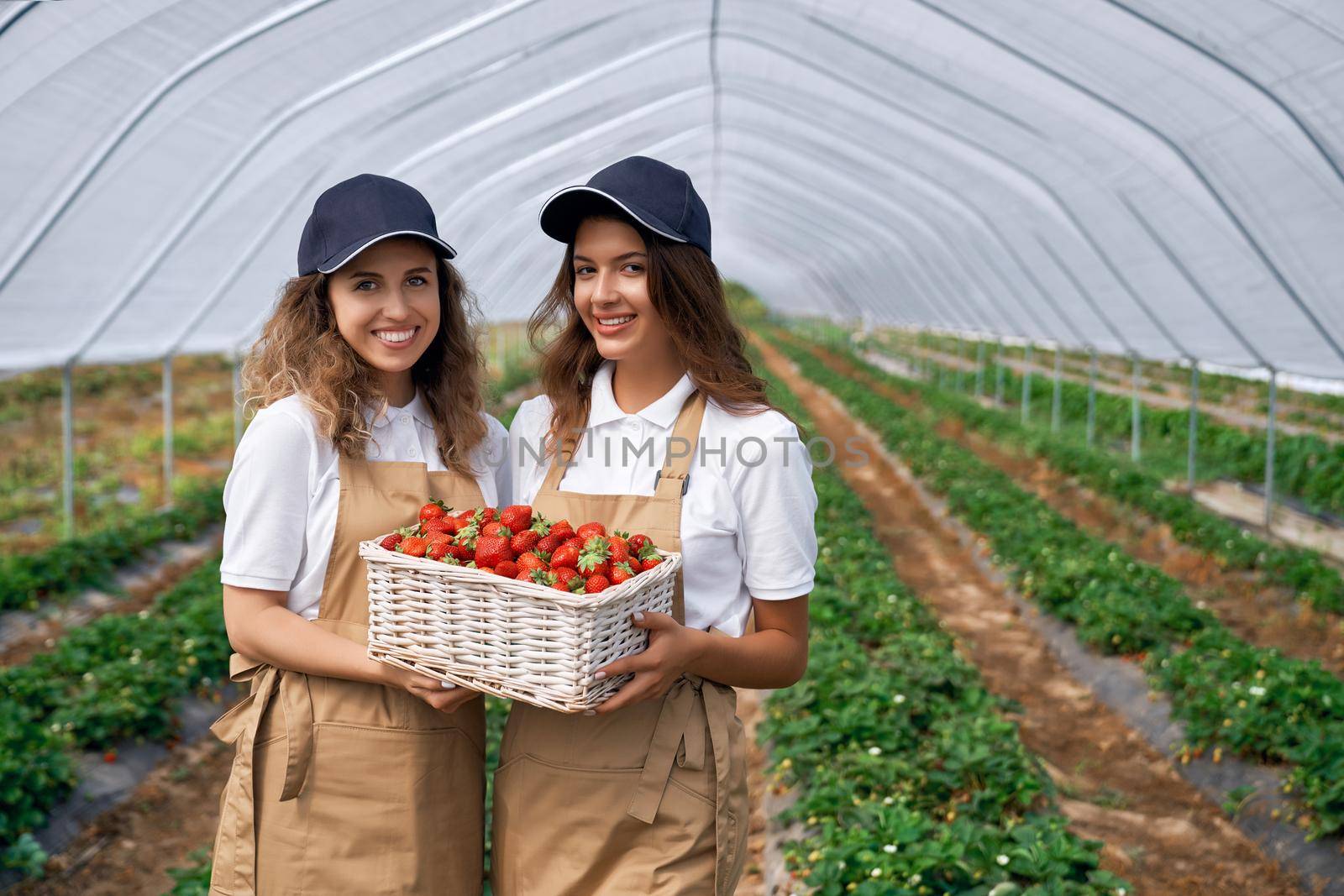Front view of two beautiful women wearing white caps and aprons are holding basket of strawberries. Cute field workers are posing in greenhouse and smiling . Concept of agriculture.