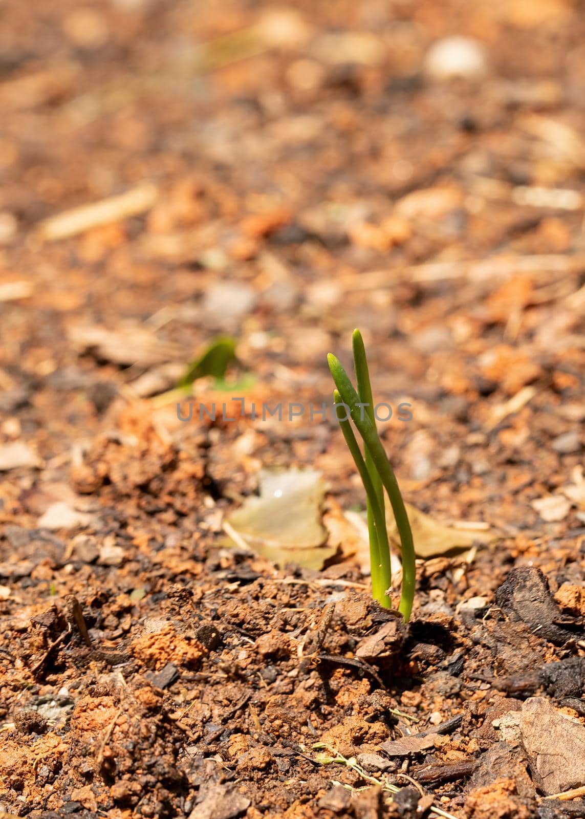 Onion Plant Sprouts in Garden by CharlieFloyd