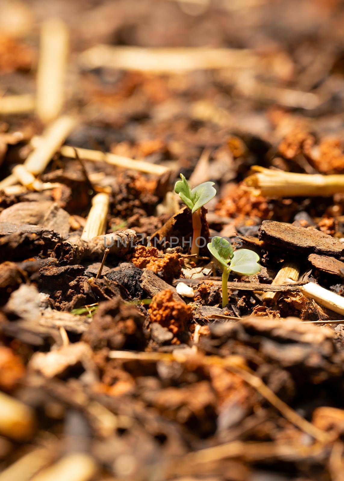 Flowers Sprouting in Garden by CharlieFloyd