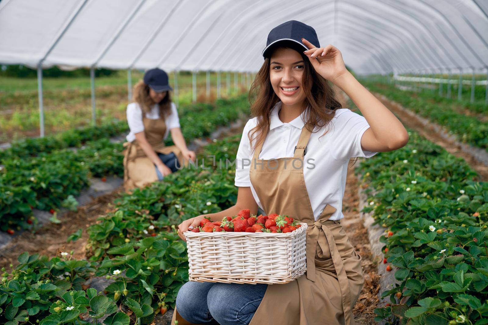 Front view of squatting women are picking strawberries in greenhouse. Cute field workers are posing in white caps and aprons and smiling. Concept of greenhouse.