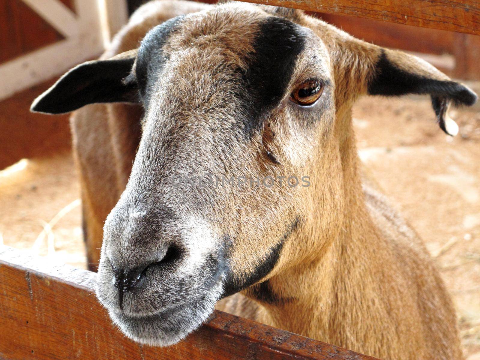 Closeup of a goat on a farm by aroas