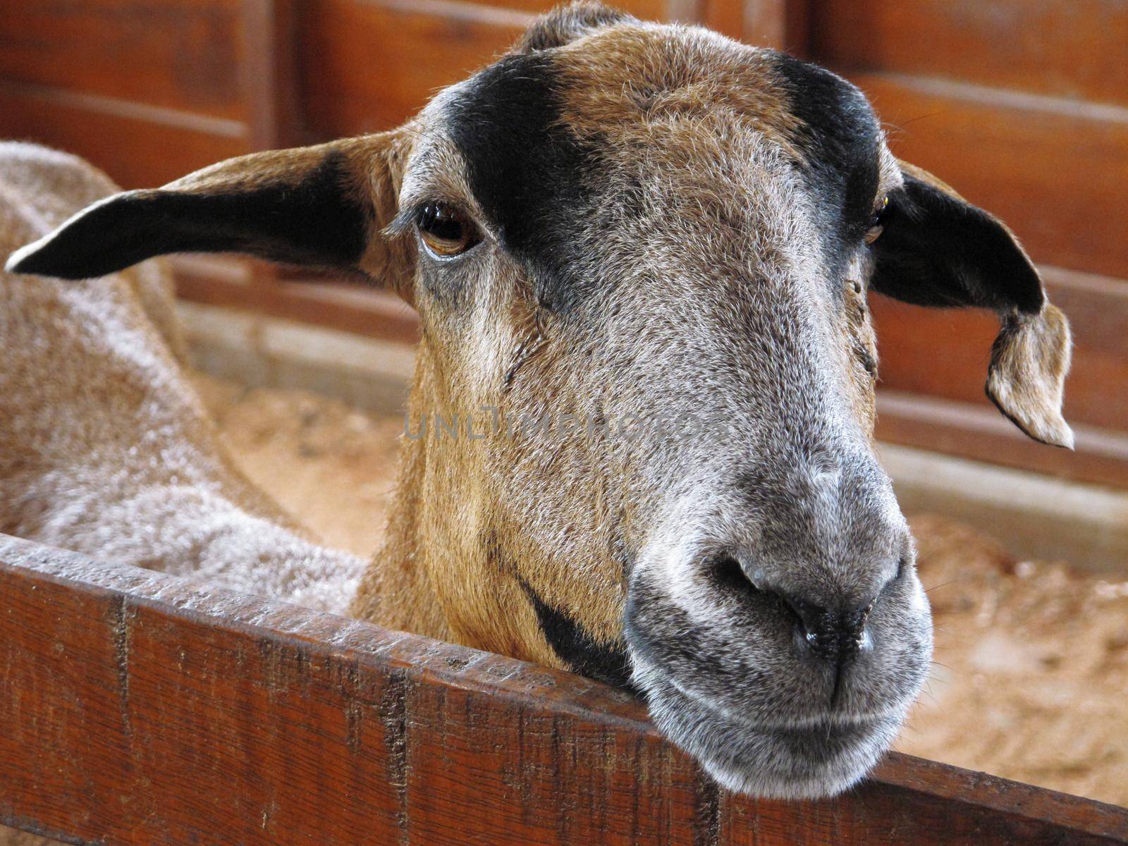 Closeup of a goat on a farm by aroas