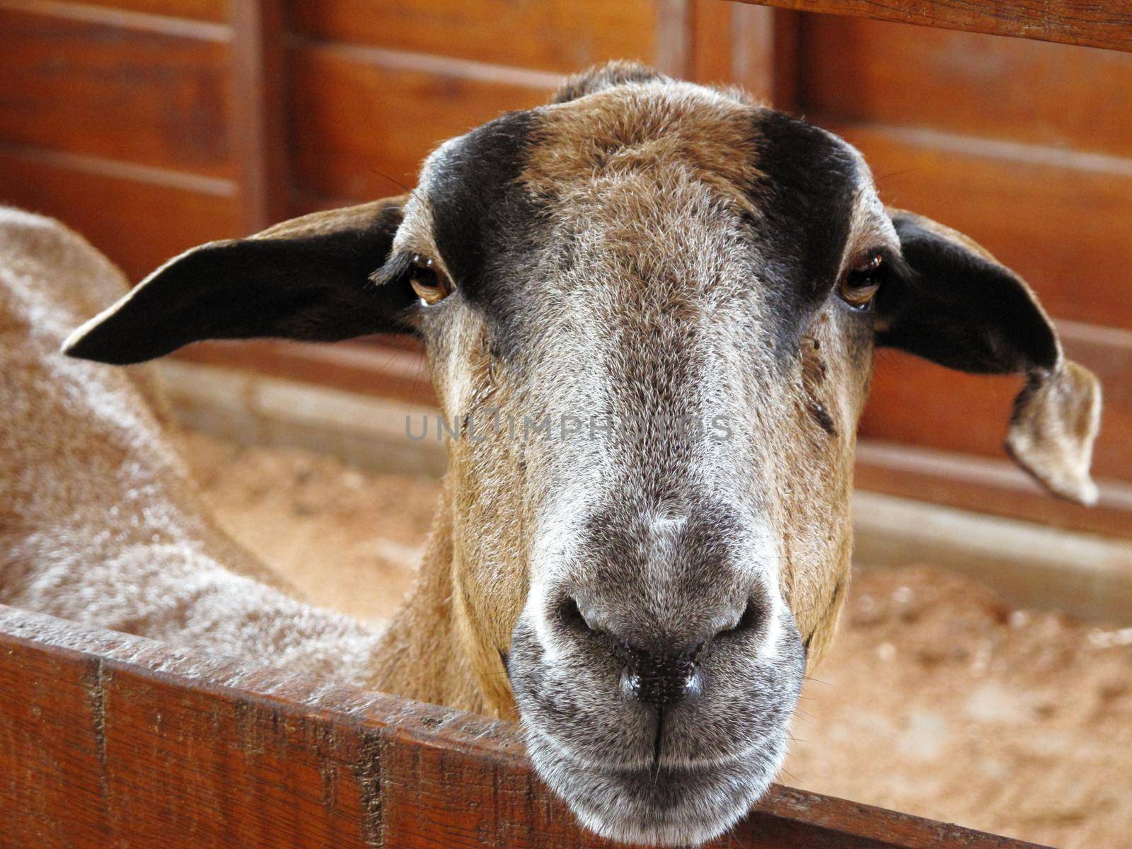 Closeup of a goat on a farm, full of details