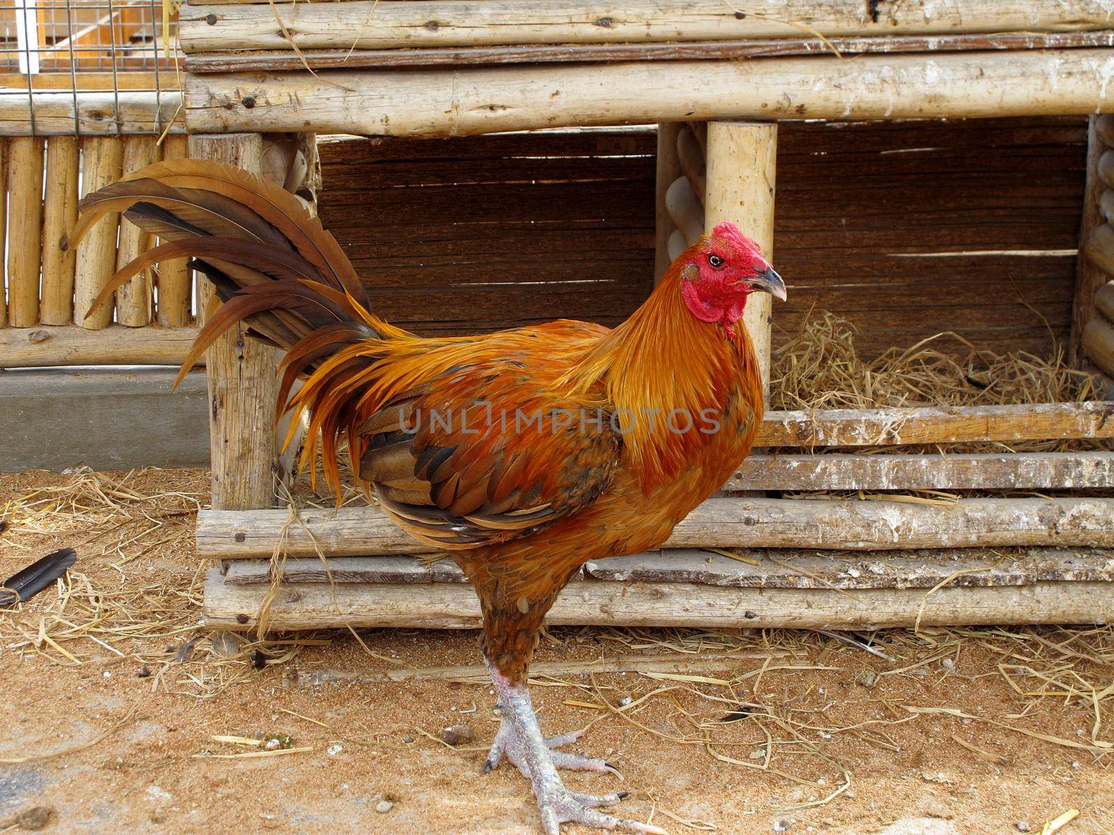 Rooster on farm by aroas