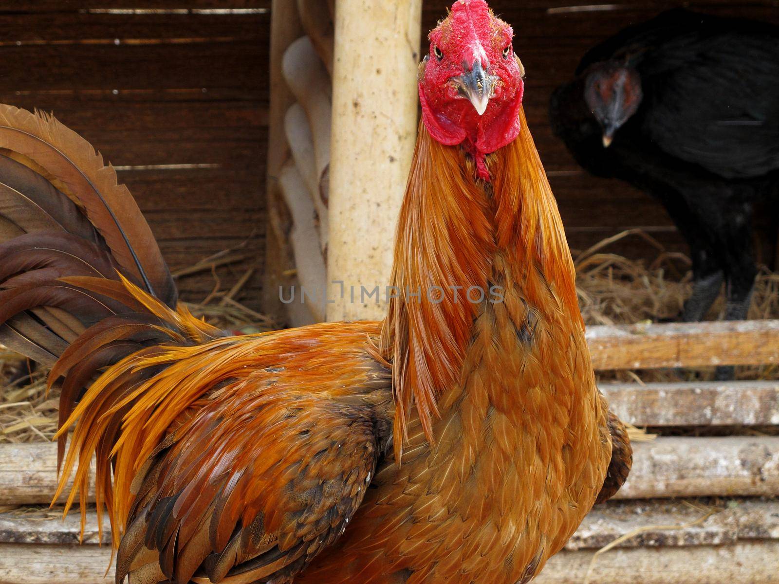 Rooster on farm by aroas