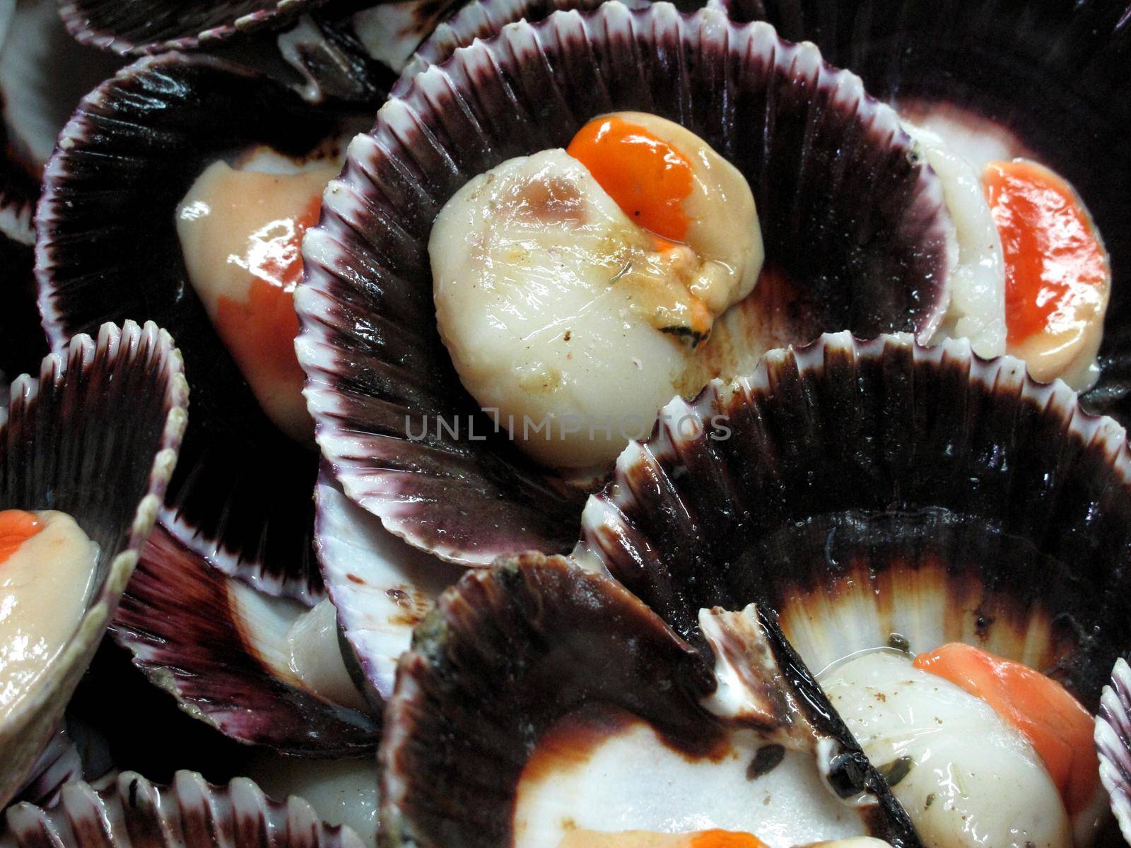Seashell raw seafood