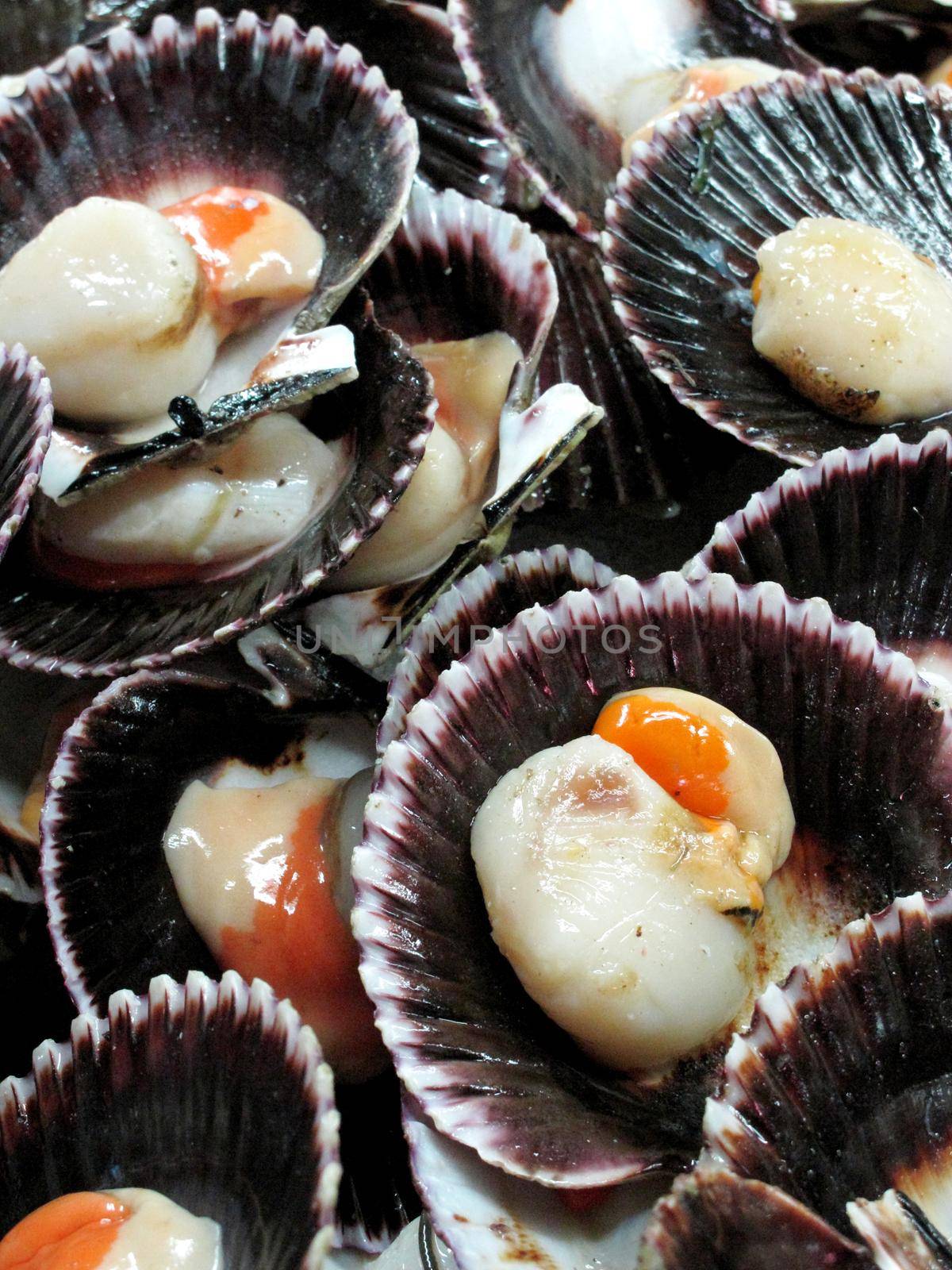 Seashell raw seafood