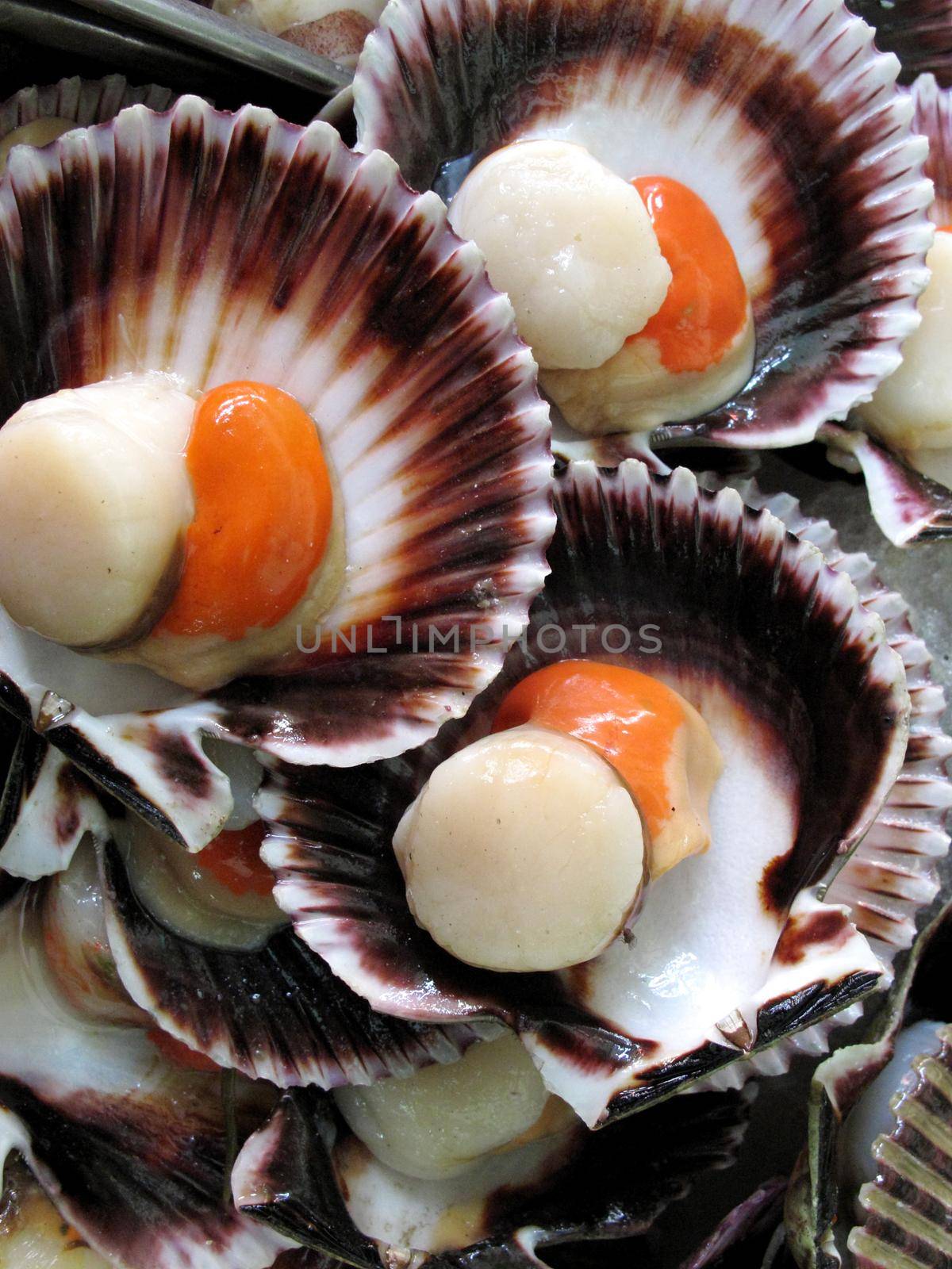 Seashell raw seafood
