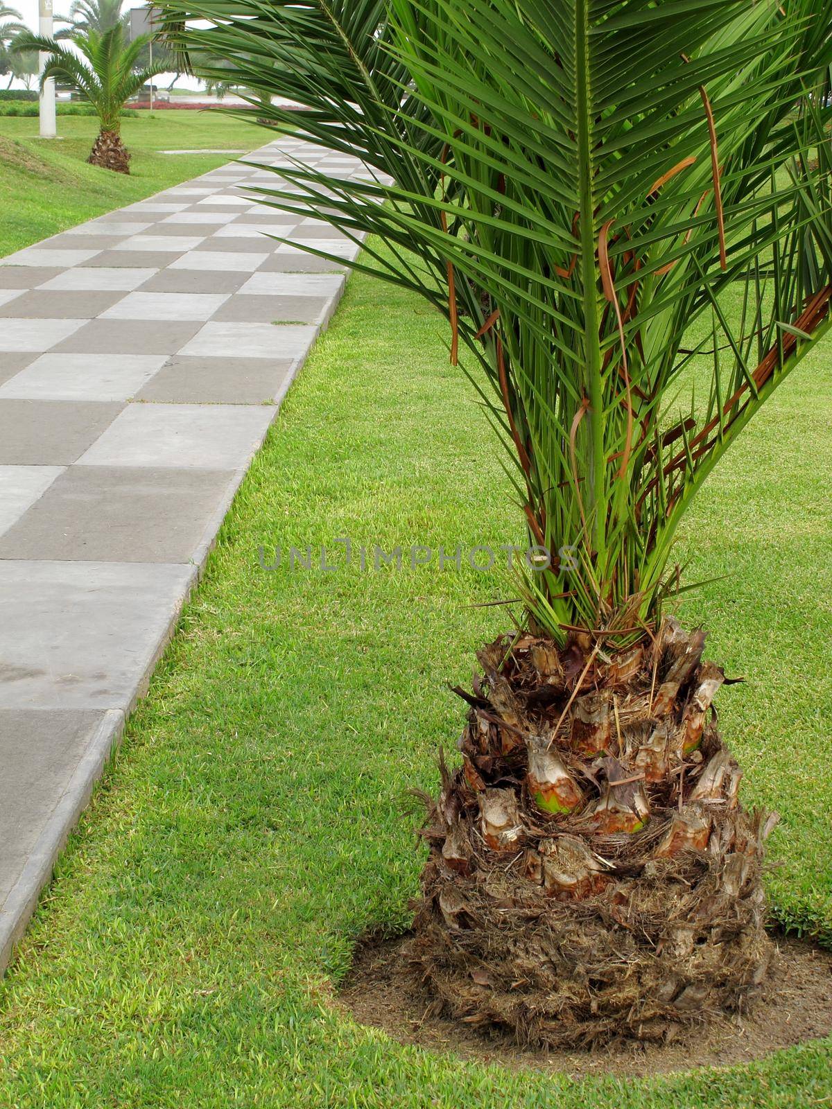 Little palm tree on park by aroas