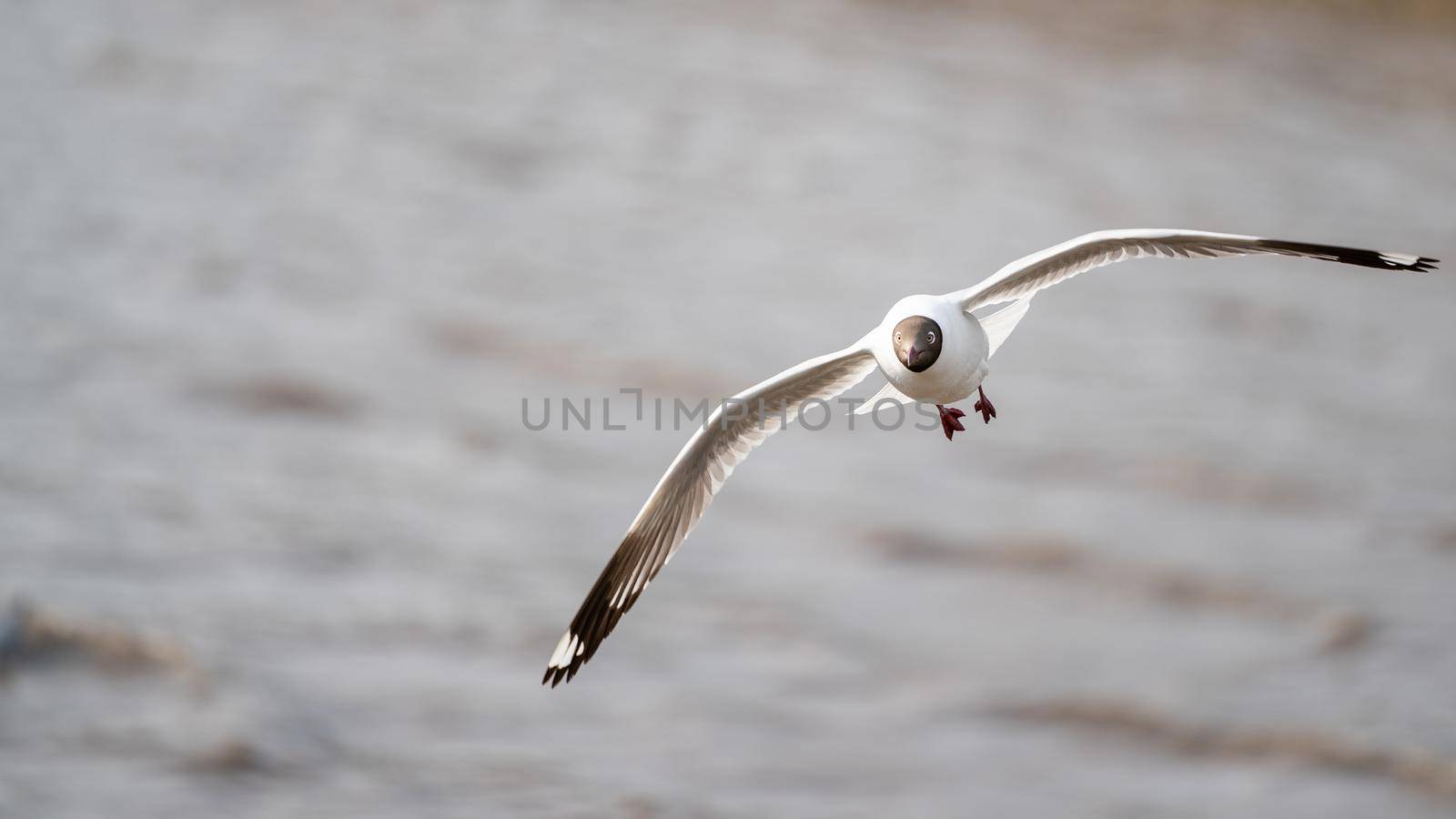 Seagull flying, over the ocean. by sirawit99