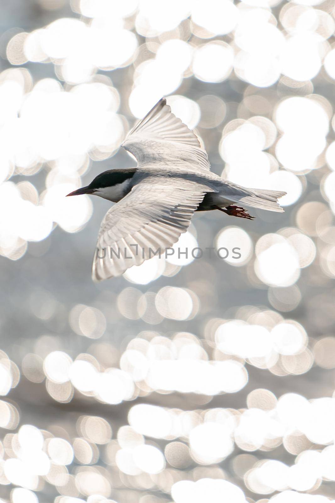 Whiskered tern in flight with open wings over beautiful ocean.