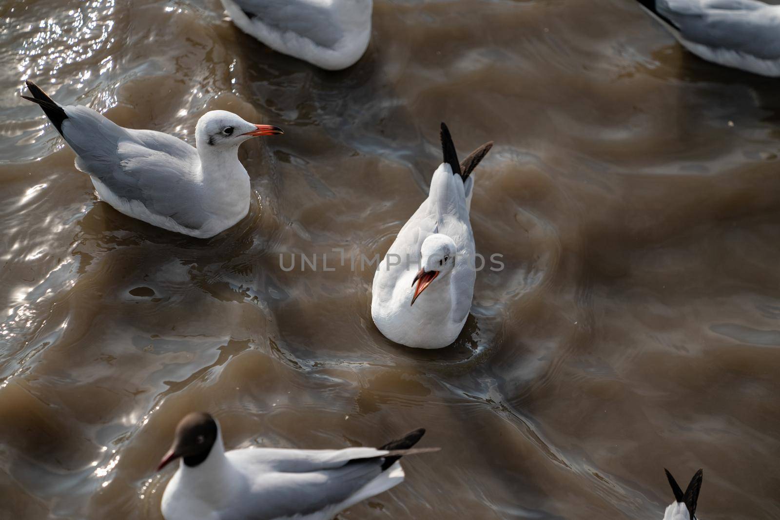 Seagulls rest in water near mangrove forest. by sirawit99