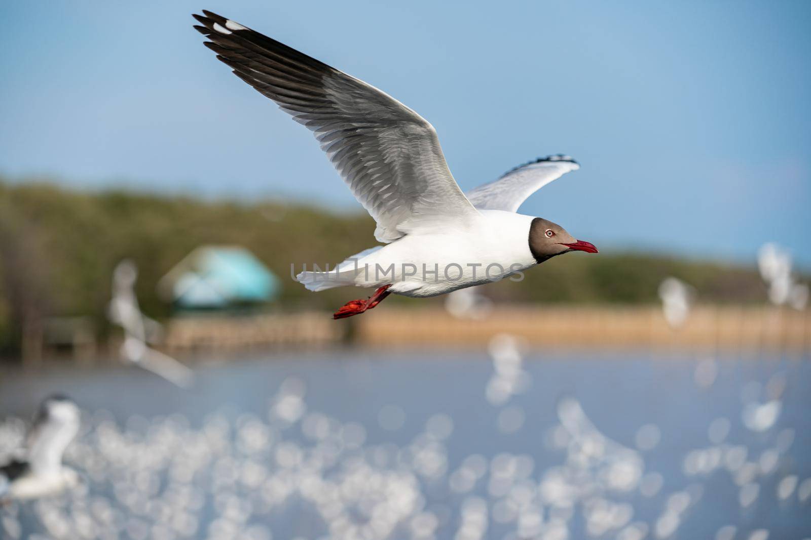 Seagull flying, over the ocean.