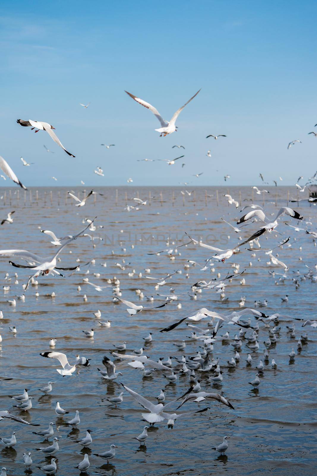 Seagull flying, over the ocean. by sirawit99