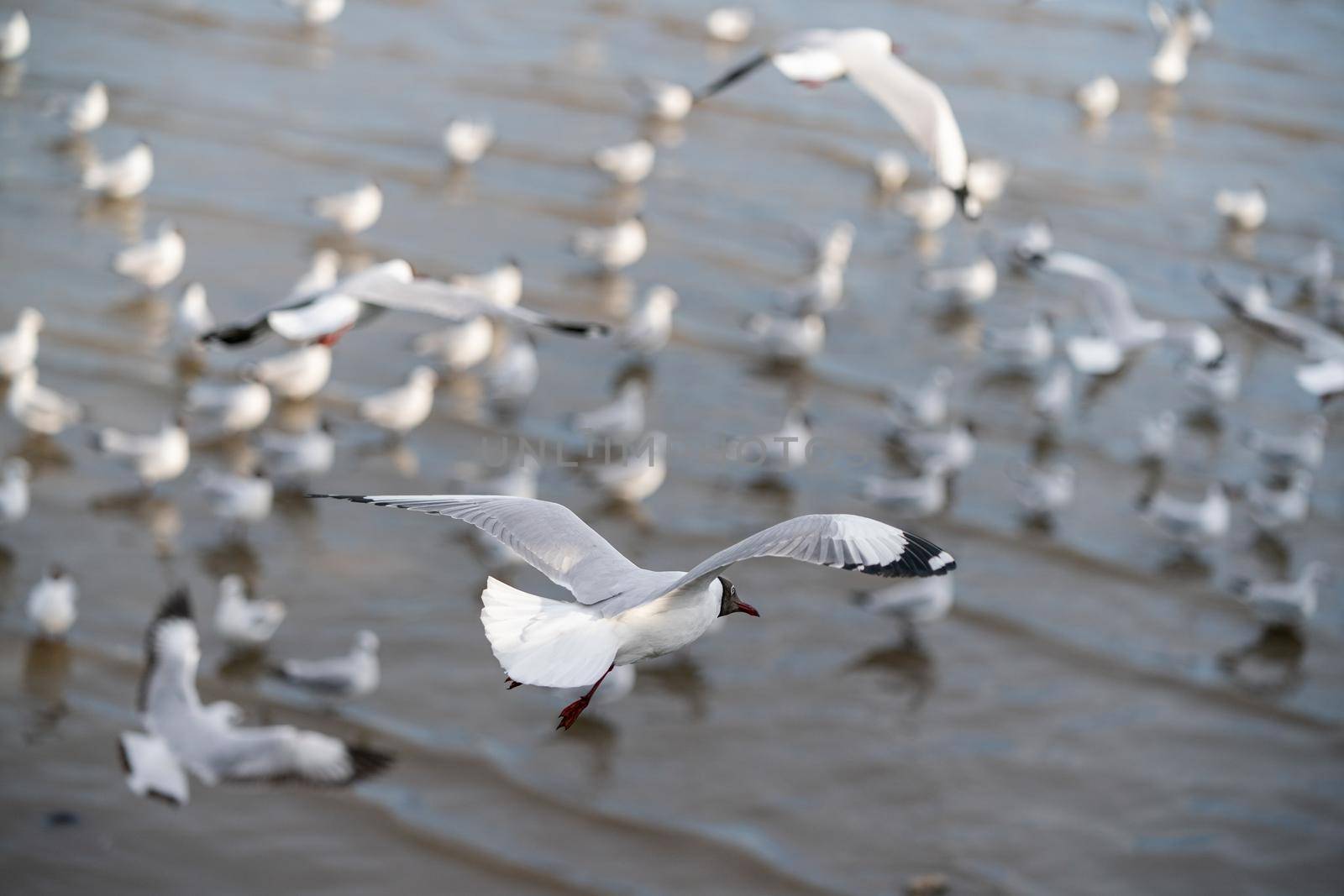 Seagull flying, over the ocean.