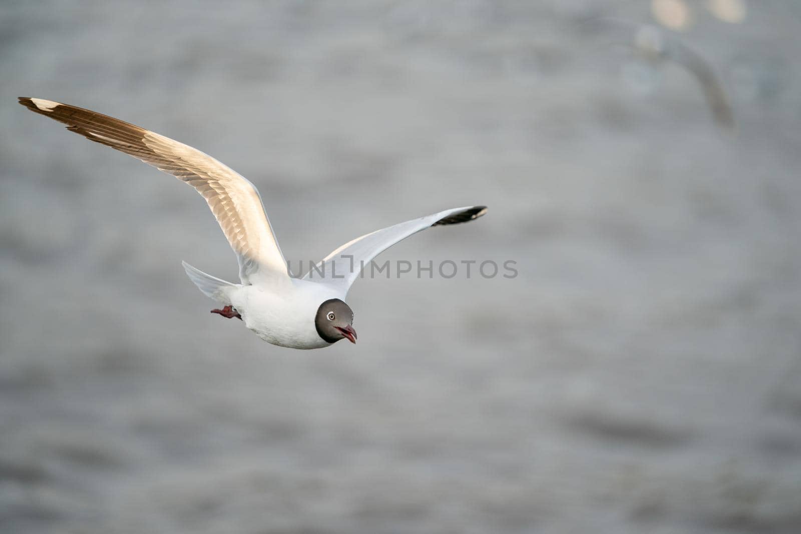 Seagull flying, over the ocean. by sirawit99
