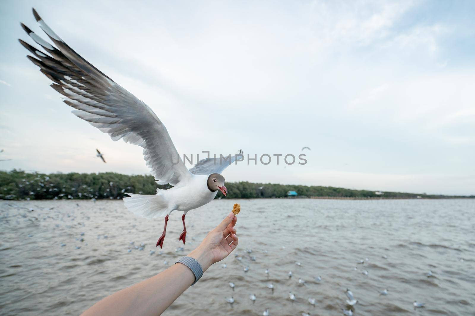 Woman hand feeding Seagull bird. Seagull flying to eat food from hand. by sirawit99