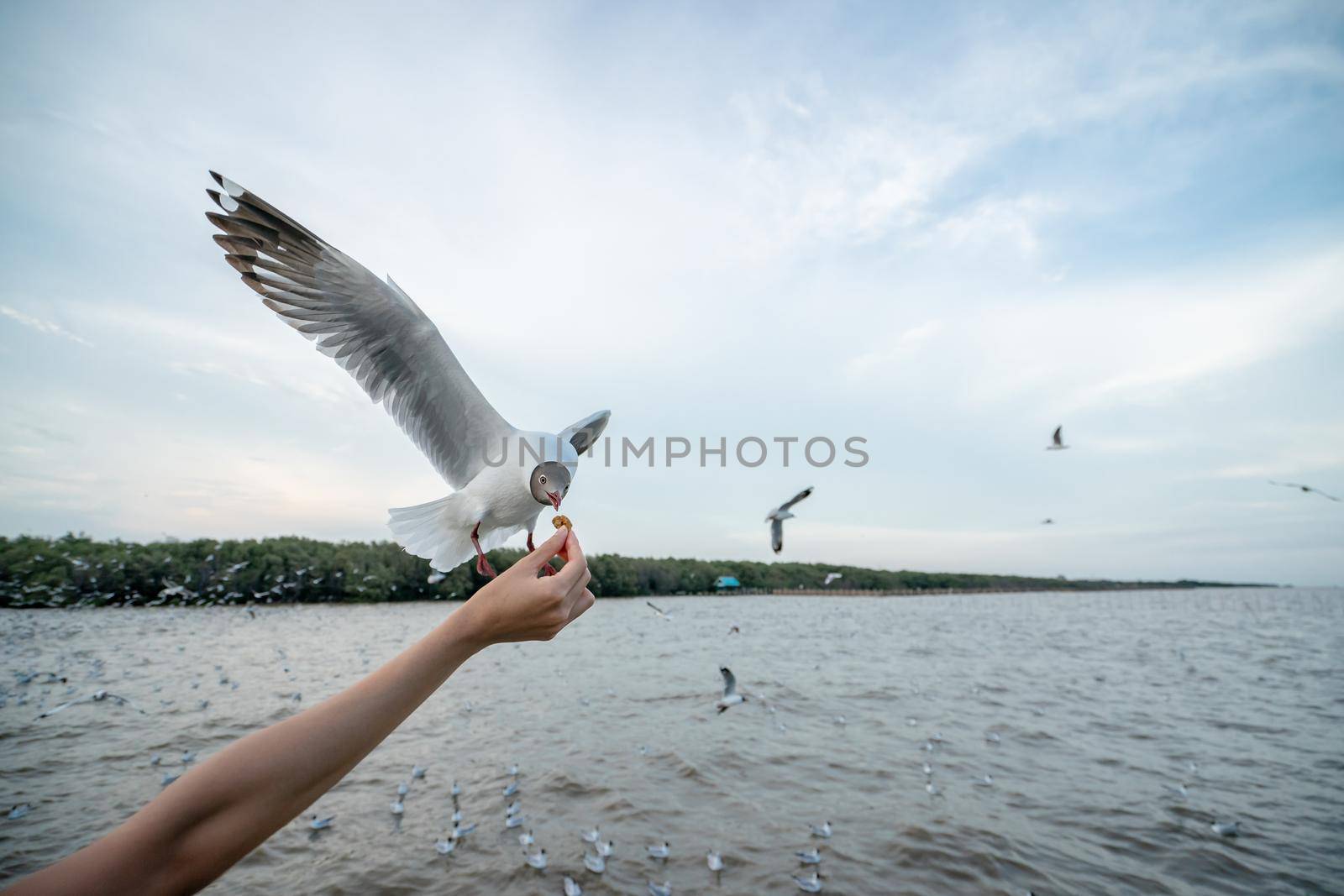 Woman hand feeding Seagull bird. Seagull flying to eat food from hand.