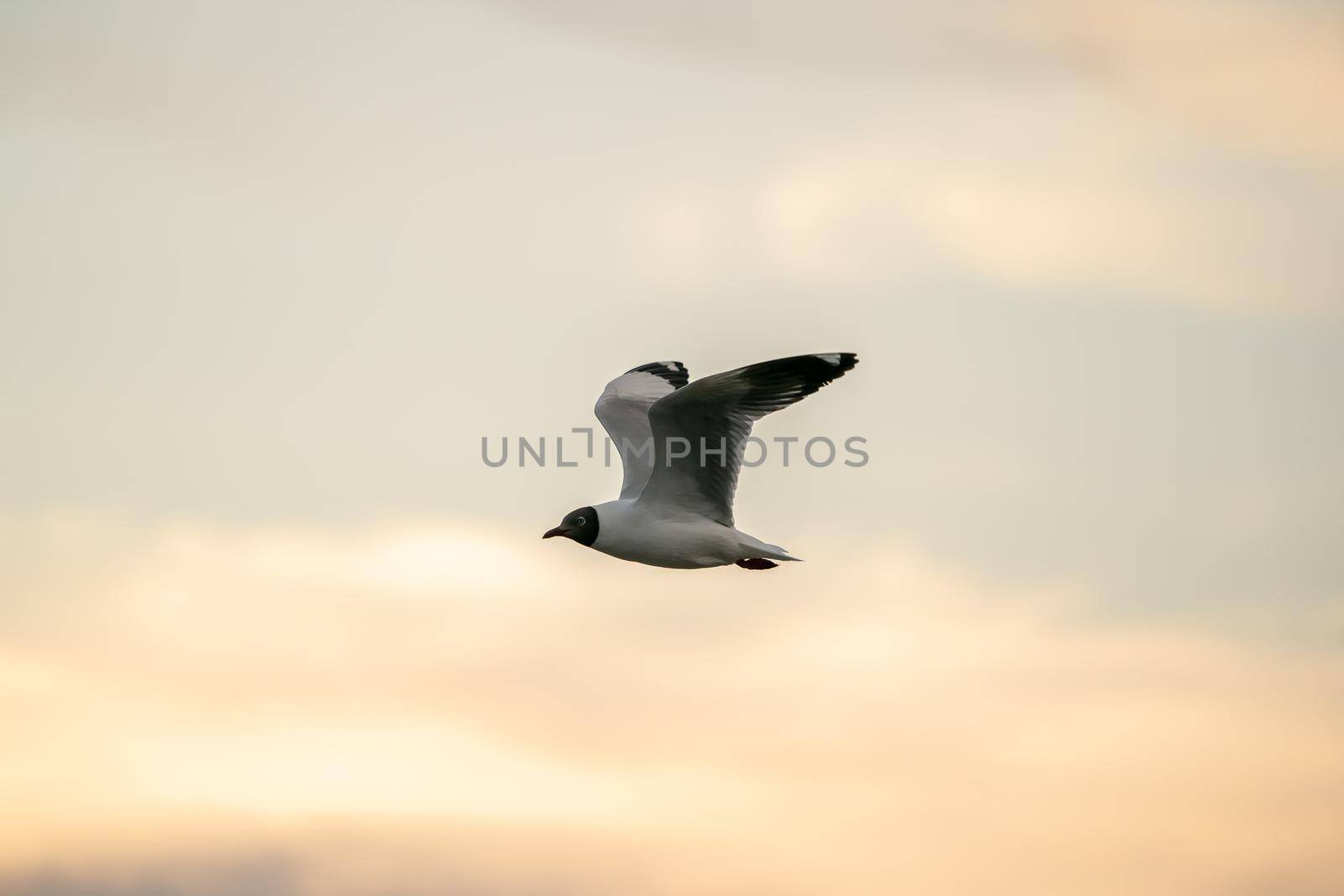 Seagull flying in the cloudy sky. by sirawit99