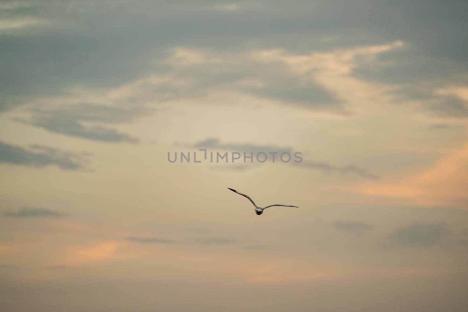 Seagull flying in the cloudy sky. by sirawit99
