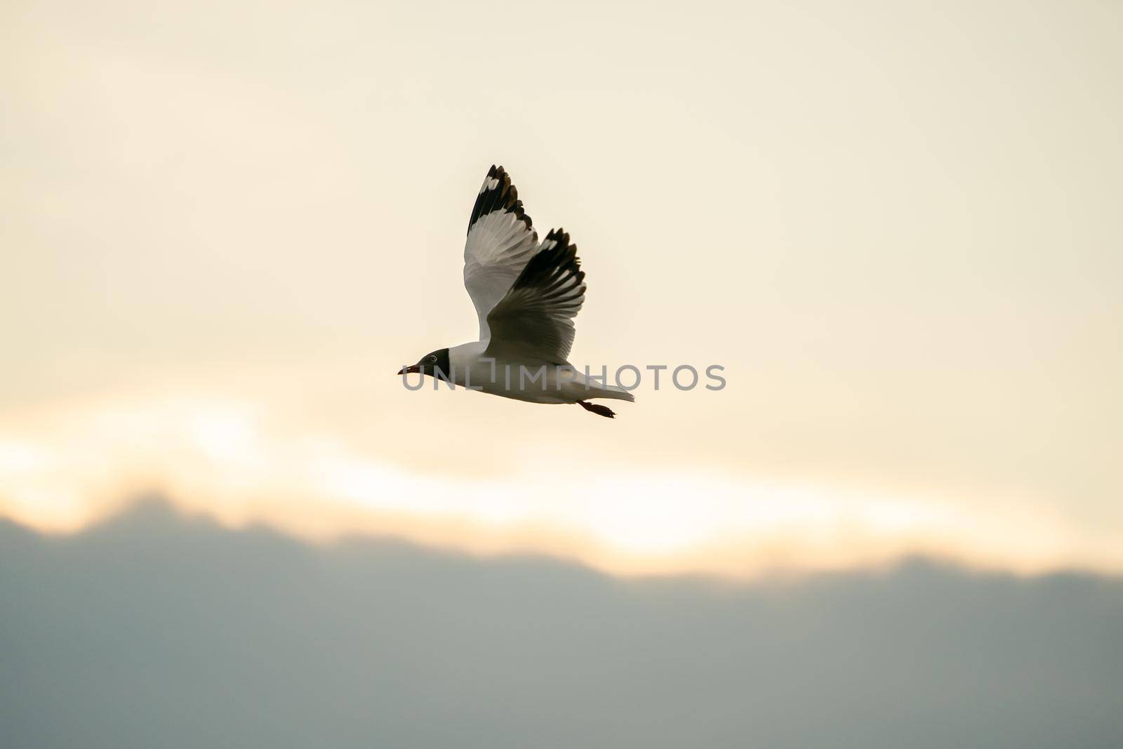 Seagull flying in the cloudy sky.