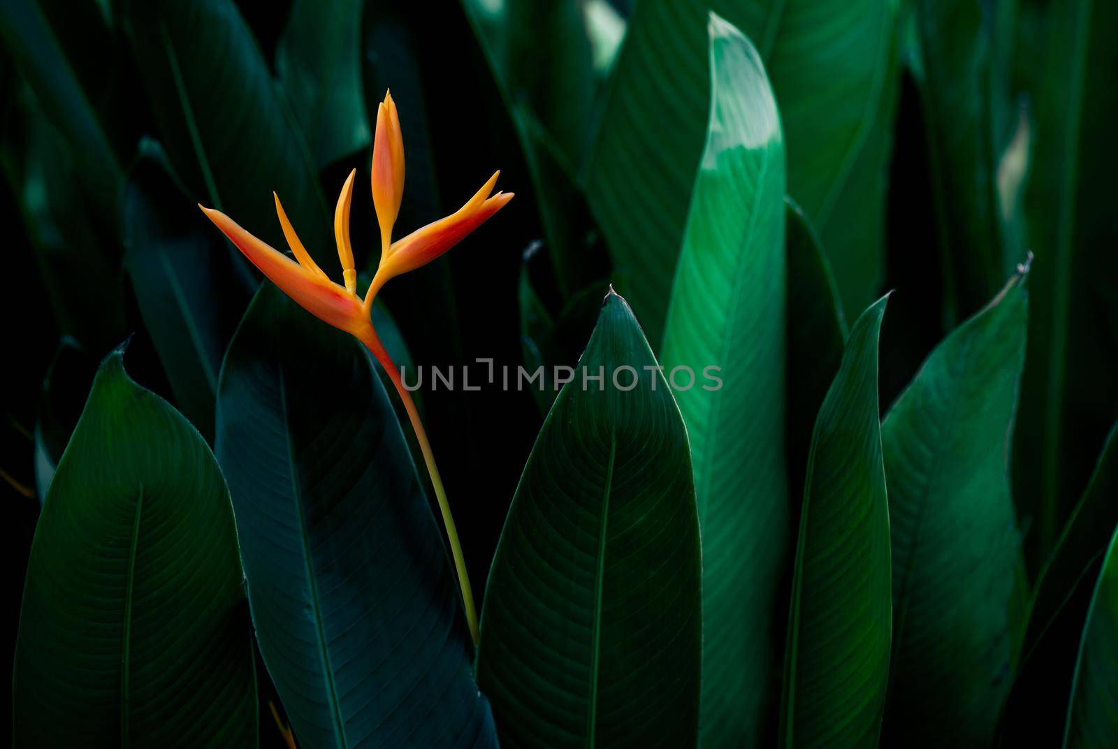 Heliconia psittacorum or Heliconia Golden Torch or False Bird of Paradise Flower. Exotic tropical flowers in the jungle garden with leaves background.