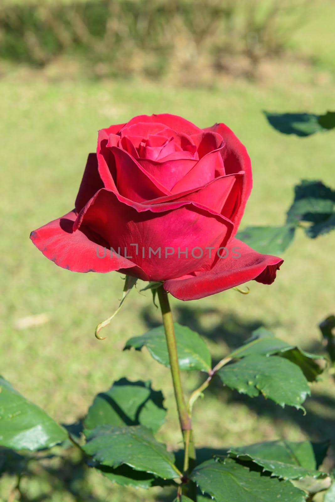 closeup red rose in the garden, abstract beautiful nature
]