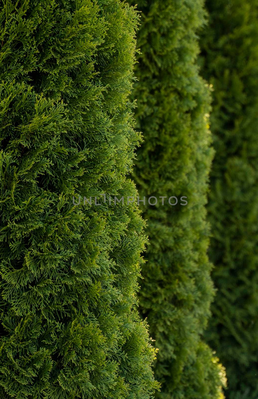 Green hedge of thuja trees. Closeup fresh green branches of thuja trees. Evergreen coniferous Tui tree. Nature, background