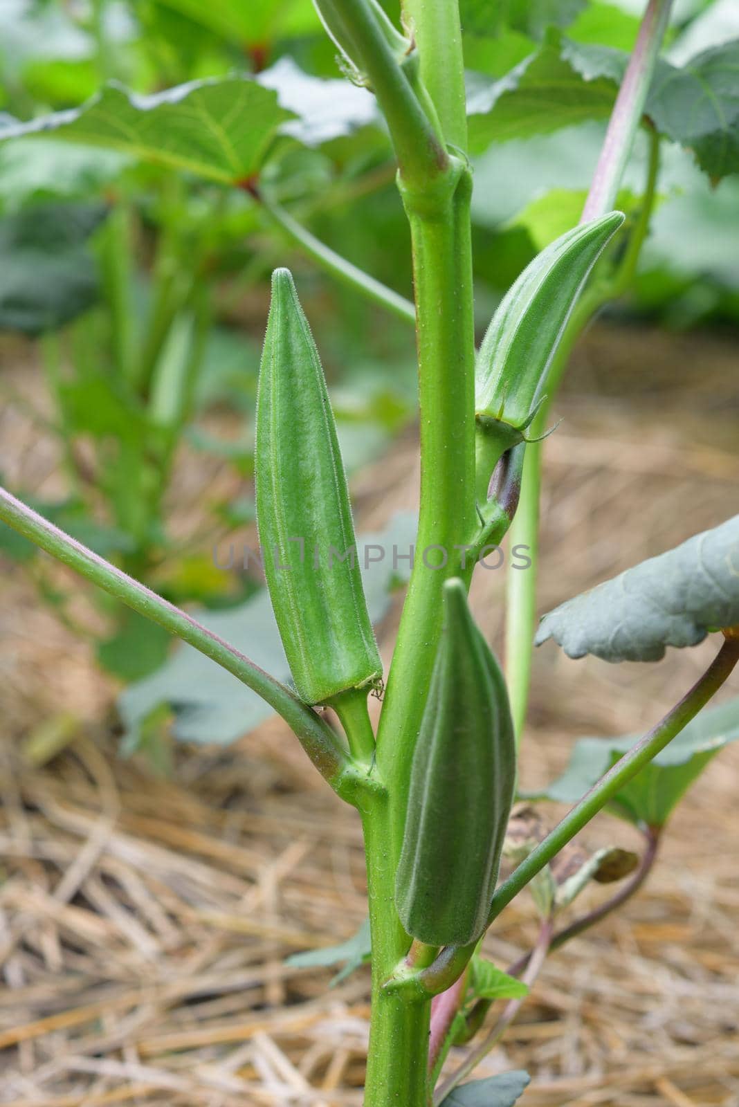 fresh okra in the garden, vegetable farm, agriculture conceptt