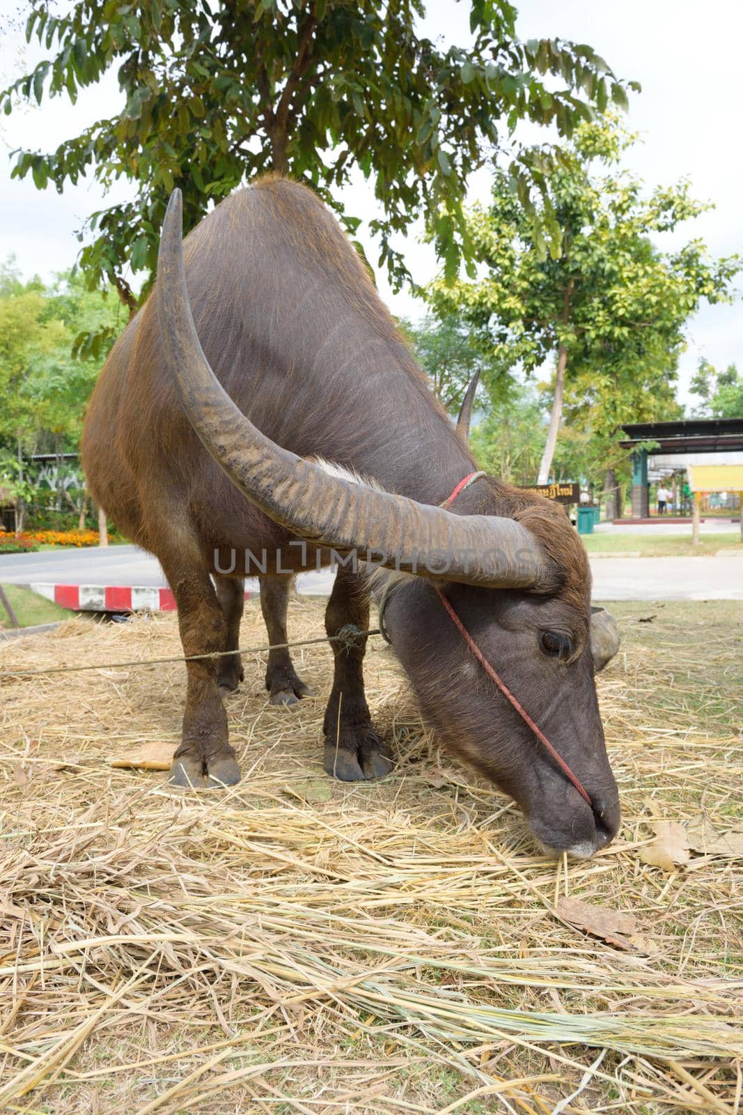 Thai buffalo in the farm, animal and agriculture concept