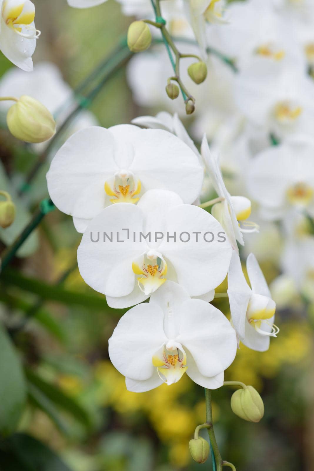 closeup beautiful orchid blossom in the garden