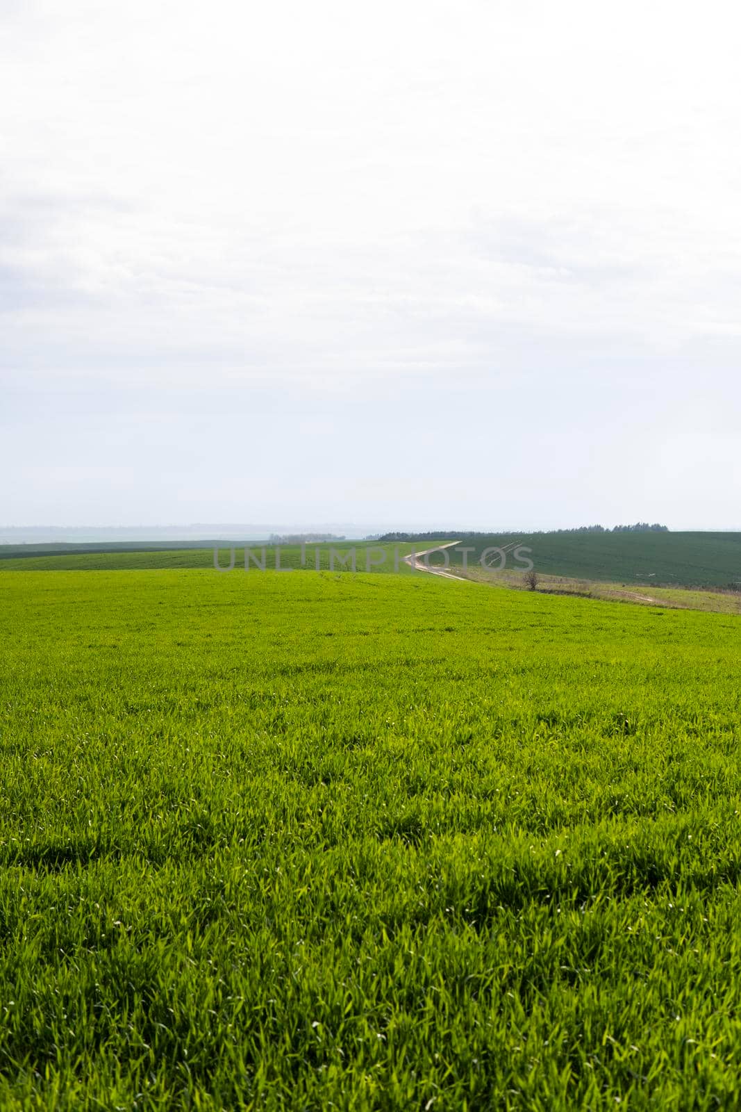 Field of young green wheat seedlings. Sprouts of young barley or wheat that have sprouted in the soil. Close up on sprouting rye on a field. Sprouts of rye. Agriculture, cultivation