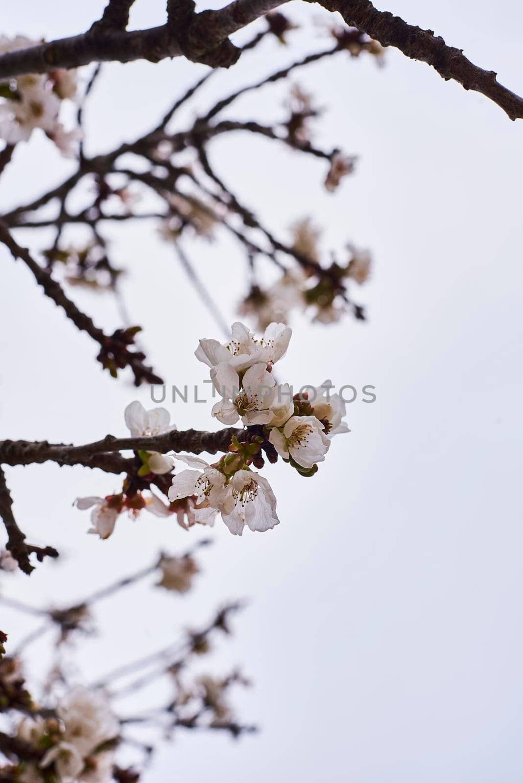 Some cherry blossoms on the tree, blurred background, grey sky, solitary, detail photo, close-up