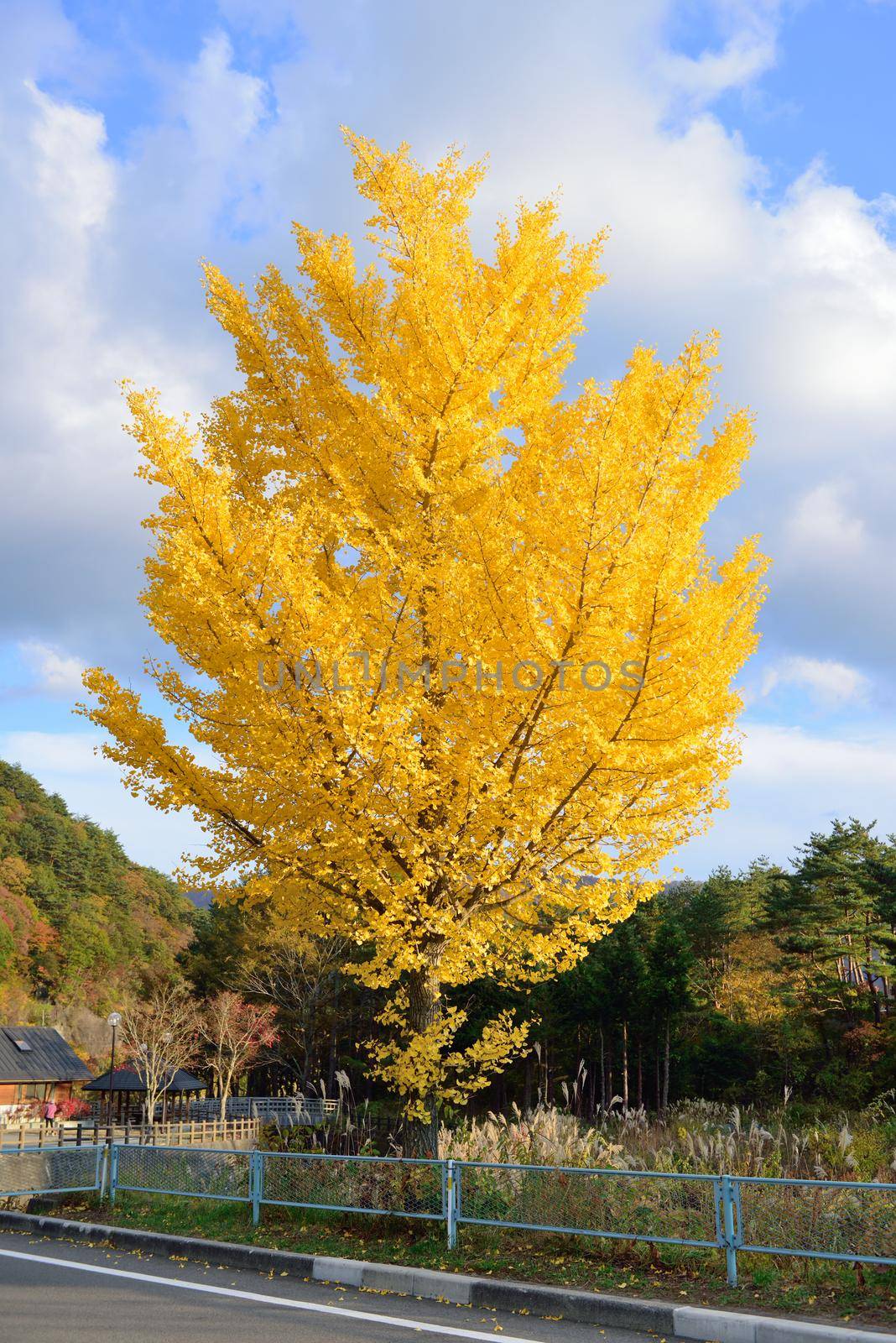 ginko tree in autumn by norgal